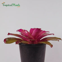 Load and play video in Gallery viewer, Tropical Plant Shocking Pink Bromeliad Neoregelia Video in pot zoom straight 
