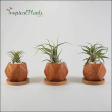 Load and play video in Gallery viewer, Air Plant Tillandsia Trio - Blue Gray Ceramic Designer Pot Set
