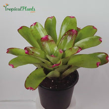 Load and play video in Gallery viewer, Tropical Plant Candy Apple -Tossed Salad - Bromeliad Neoregelia Video with 45 degree angle in pot
