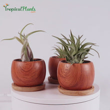 Load and play video in Gallery viewer, Tropical Plants Tillandsia Airplant Wood Round Pots Video
