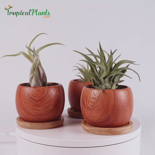 Tropical Plants Tillandsia Airplant Wood Round Pots Video