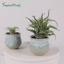 Load and play video in Gallery viewer, Tropical Plant Tillandsia Air Plant Blue Gray Pots Stone Set Video
