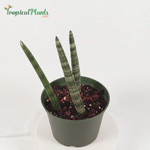 Load and play video in Gallery viewer, African Spear (Sansevieria Cylindrica)
