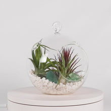 Load and play video in Gallery viewer, Air Plant Terrarium Set with 3 Live Air Plant Tillandsias, 5.5&quot; Glass Globe, White Stones &amp; Seafoam Glass Rock
