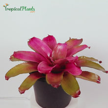 Load and play video in Gallery viewer, Tropical Plant Shocking Pink Bromeliad Neoregelia Video at 45 degree
