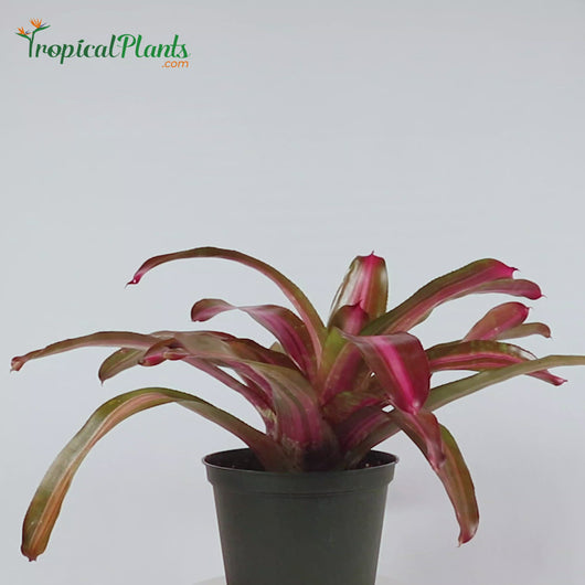 Tropical Plant Sweet Vibrations Bromeliad Neoregelia Video straight on