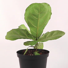 Load and play video in Gallery viewer, Fiddle Leaf Fig Ficus
