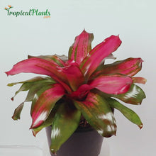 Load and play video in Gallery viewer, Christmas Magali Bromeliad Neoregelia
