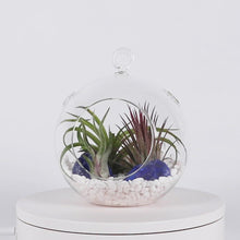 Load and play video in Gallery viewer, Air Plant Terrarium Set with 3 Live Air Plant Tillandsias, 5.5&quot; Glass Globe, White Stones &amp; Interstellar Blue Glass Rock
