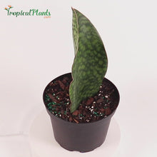 Load and play video in Gallery viewer, Whale Fin Snake Plant Sansiveria
