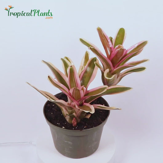 Tropical Plant Pink Powder Bromeliad Neoregelia with Video 45 degree