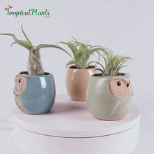 Load and play video in Gallery viewer, Tropical Plants Tillandsia Air Plant Owl Pots Set 2 Video
