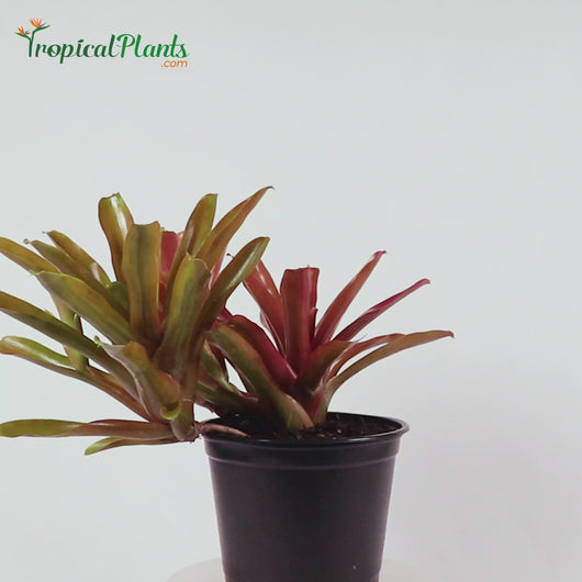 Tropical Plant Fireball Bromeliad  Neoregelia Video straight on view