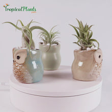 Load and play video in Gallery viewer, Tropical Plants Tillandsia Air Plant Owl Pots Set 1 Video
