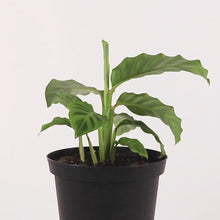 Load and play video in Gallery viewer, Zebrina Calathea
