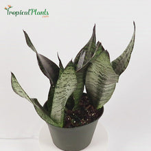 Load and play video in Gallery viewer, Robusta Snake Plant (Sansevieria Trifasciata)

