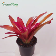 Load and play video in Gallery viewer, Tropical Plant Red Parfait Bromeliad Neoregelia with black pot Video 45 degree
