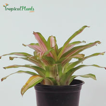 Load and play video in Gallery viewer, Tropical Plant Tri-Color Perfecta Bromeliad Neoregelia Video in pot
