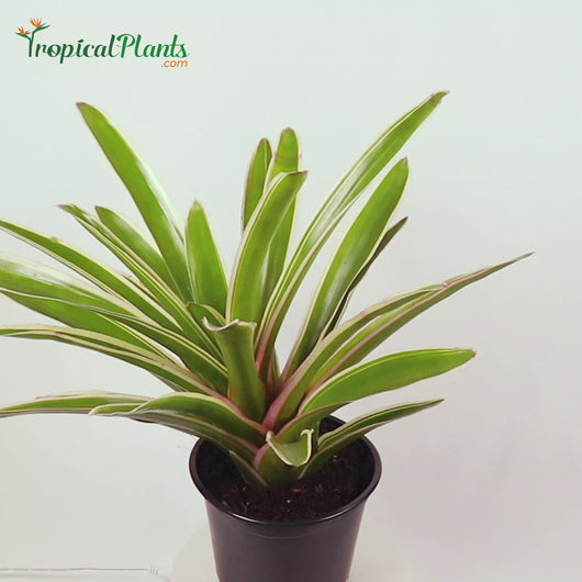 Tropical Plant Sheba Bromeliad Neoregelia in black contemporary pot 45 degree Video