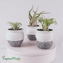 Load and play video in Gallery viewer, Tropical Plant  Air Plant Tillandsia White Gray Ceramic Pots Set 1 Video
