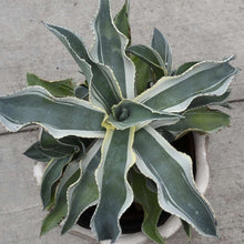 Load image into Gallery viewer, Ivory Curls Agave
