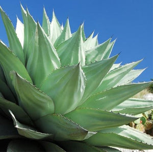 Beautiful Agave tropical plant