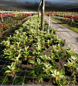 Birkin Philodendron Araceae Tropical Plants in garden center -TropicalPlants.com
