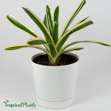 Load image into Gallery viewer, Tropical Plant Bossa Nova Bromeliad Neoregelia in white contemporary pot
