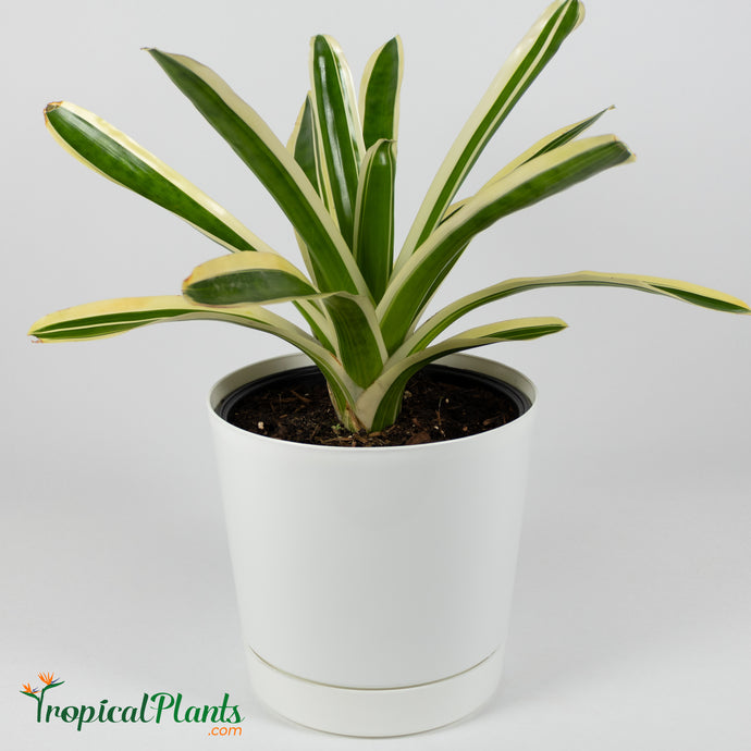 Tropical Plant Bossa Nova Bromeliad Neoregelia in white contemporary pot