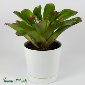 Tropical Plant Candy Apple -Tossed Salad - Bromeliad Neoregelia in white contemporary pot