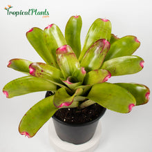 Load image into Gallery viewer, Tropical Plant Candy Apple -Tossed Salad - Bromeliad Neoregelia in pot with 45 degree angle
