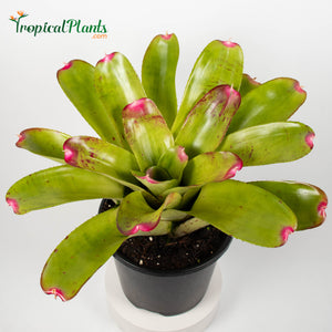 Tropical Plant Candy Apple -Tossed Salad - Bromeliad Neoregelia in pot with 45 degree angle