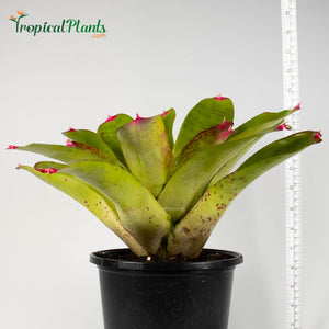 Tropical Plant Candy Apple -Tossed Salad - Bromeliad Neoregelia in pot with yardstick