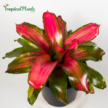 Load image into Gallery viewer, Tropical Plant Christmas Magali Bromeliad Neoregelia in pot
