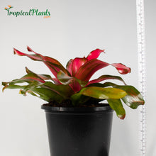 Load image into Gallery viewer, Tropical Plant Christmas Magali Bromeliad Neoregelia in pot with yardstick

