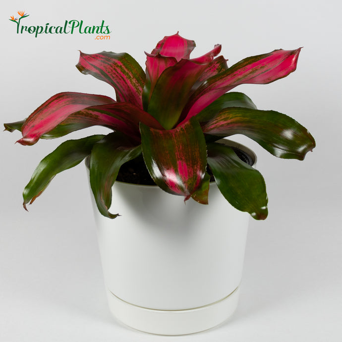 Tropical Plant Christmas Magali Bromeliad Neoregelia in white contemporary pot