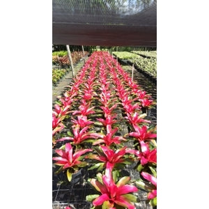 Tropical Plant Christmas Magali Bromeliad Neoregelia in landscaping nursery 