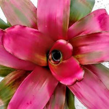 Load image into Gallery viewer, Tropical Plant Christmas Magali Bromeliad Neoregelia vibrant pink leaves 
