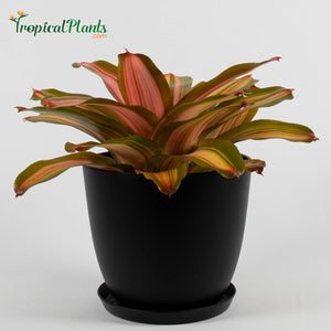 Tropical Plant Fancy Bromeliad Neoregelia in black contemporary pot