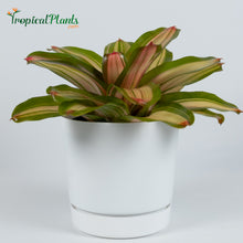 Load image into Gallery viewer, Tropical Plant Fancy Bromeliad Neoregelia in white contemporary pot
