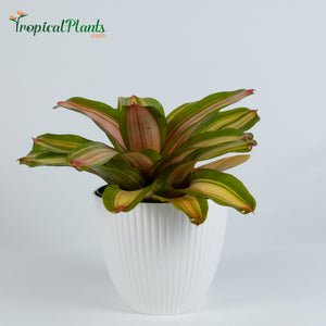 Tropical Plant Fancy Bromeliad Neoregelia in ribbed white contemporary pot