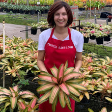 Load image into Gallery viewer, Tropical Plant Fancy Bromeliad Neoregelia in plant nursery with young model
