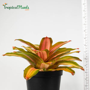 Tropical Plant Fancy Bromeliad Neoregelia in black pot with yardstick