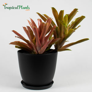 Tropical Plant Fireball Bromeliad  Neoregelia in black contemporary pot