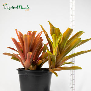 Tropical Plant Fireball Bromeliad  Neoregelia in pot with yardstick