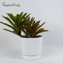 Load image into Gallery viewer, Tropical Plant Fireball Bromeliad  Neoregelia in ribbed white contemporary pot
