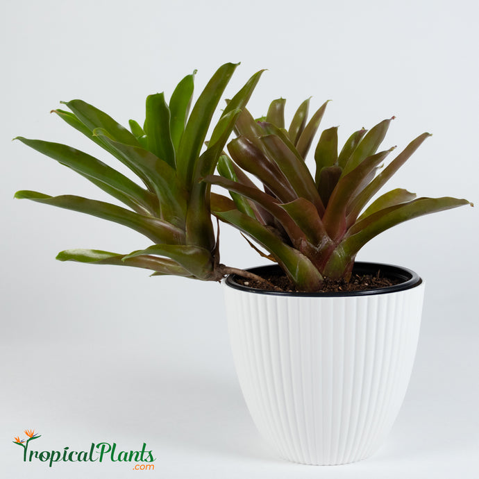 Tropical Plant Fireball Bromeliad  Neoregelia in ribbed white contemporary pot