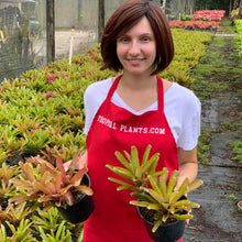 Load image into Gallery viewer, Tropical Plant Fireball Bromeliad  Neoregelia in garden nursery with young model
