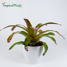 Load image into Gallery viewer, Tropical Plant Gazpacho Bromeliad Neoregelia in white contemporary pot with saucer
