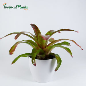 Tropical Plant Gazpacho Bromeliad Neoregelia in white contemporary pot with saucer